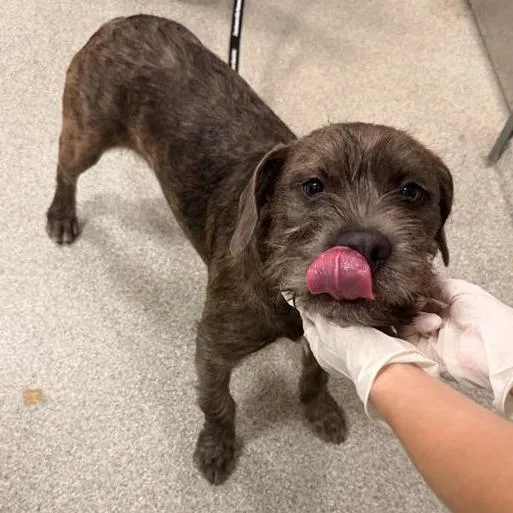 An adult medium-sized female Black Mixed Breed dog named Martina for adoption in Jacksonville, FL