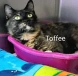 Toffee