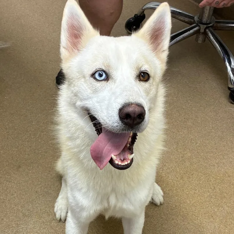 An adult medium-sized male Husky dog named Kai for adoption in Corpus Christi, TX