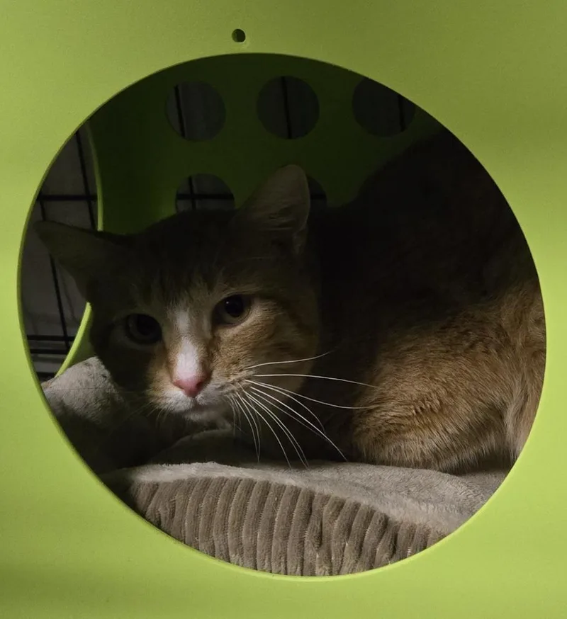 An adult medium-sized male Domestic Short Hair cat named Kiki Orange for adoption in Windsor, CT