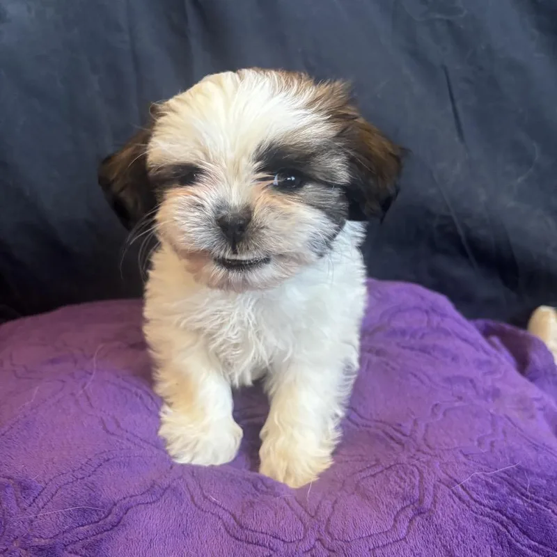 Tatertot