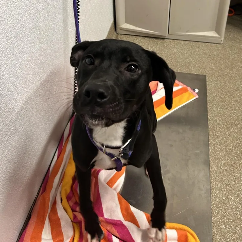 A young medium-sized male Black Labrador Retriever dog named Kai for adoption in League City, TX