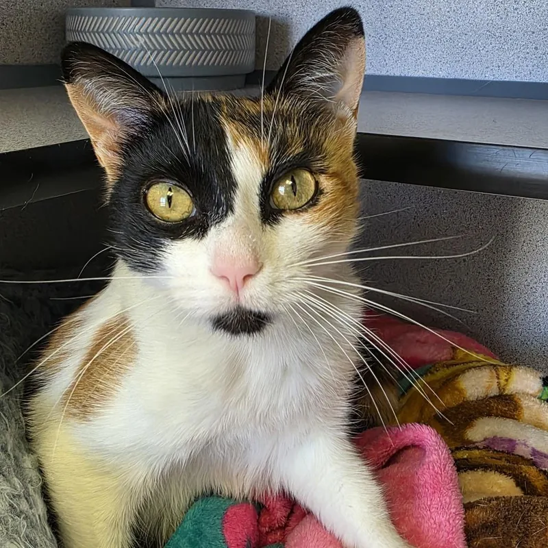 An adult medium-sized female Calico Domestic Short Hair cat named Natasha for adoption in Santa Barbara, CA
