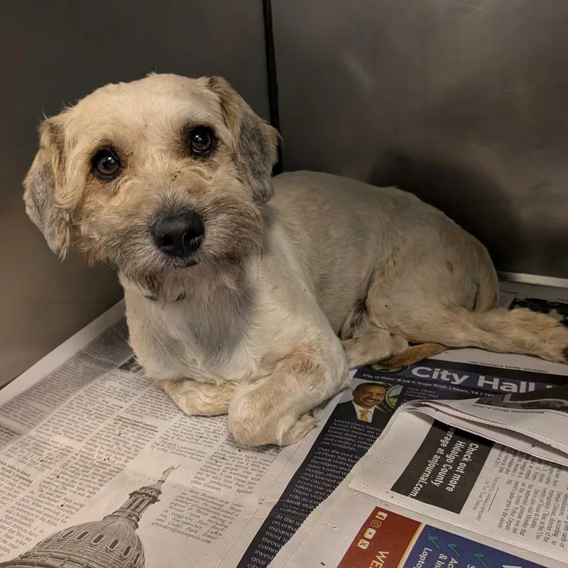 An adult small-sized male Gray / Blue / Silver Terrier dog named Howdy for adoption in Edinburg, TX