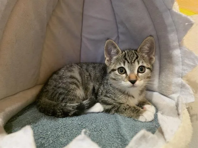 A baby small-sized female Domestic Short Hair cat named Sammiejo for adoption in Santa Clara, CA