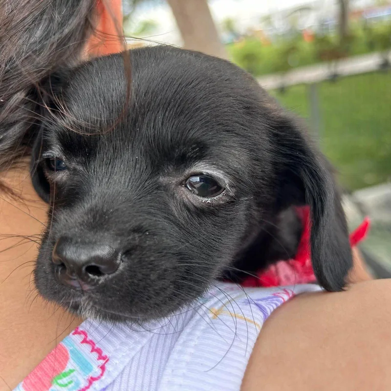 A baby small-sized male Chihuahua dog named Crush for adoption in El Centro, CA