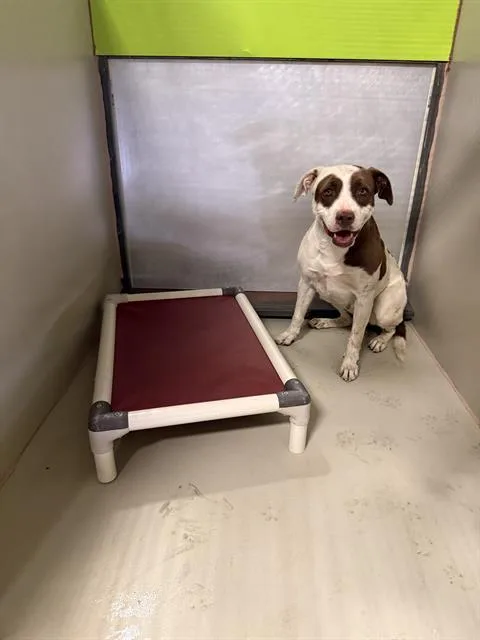 An adult large-sized female Pit Bull Terrier dog named Dr.gray for adoption in Bakersfield, CA