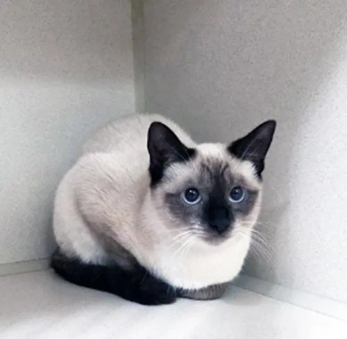 A young medium-sized female Siamese cat named Mini for adoption in San Clemente, CA