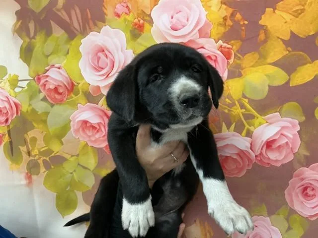 A baby small-sized female Bernese Mountain Dog dog named Penelope for adoption in San Bernardino, CA