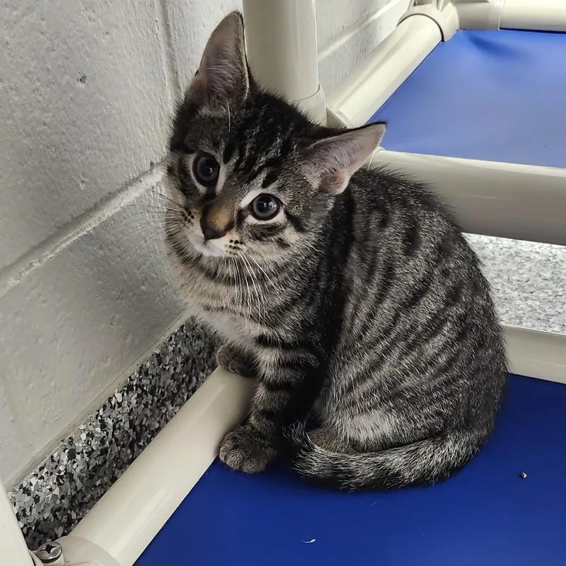 A baby small-sized male Brown / Chocolate Domestic Short Hair cat named Riorson for adoption in Brookfield, WI