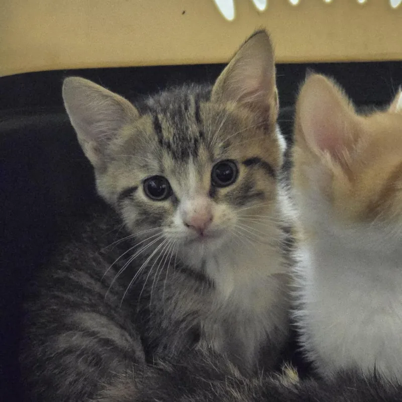 A baby small-sized male Brown / Chocolate Domestic Short Hair cat named Boots for adoption in Columbia, MO