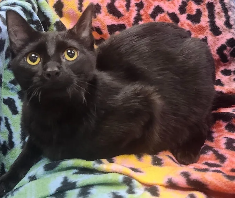 A baby small-sized male Domestic Medium Hair cat named Furrnando for adoption in Little Rock, AR