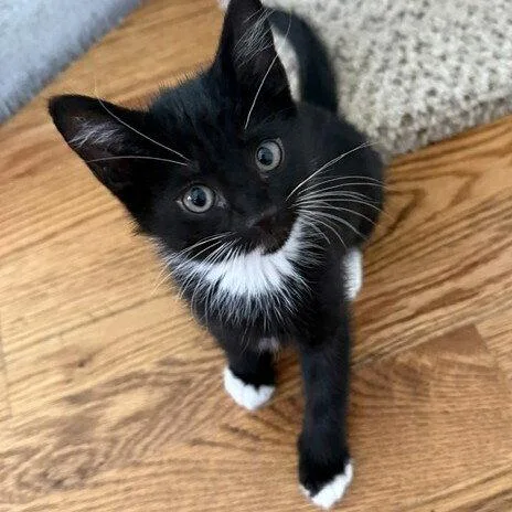 A baby medium-sized male Black & White / Tuxedo Domestic Short Hair cat named Pawtucket for adoption in Candler, NC
