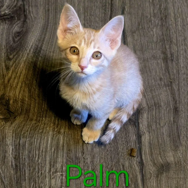 A baby medium-sized male Orange & White Domestic Short Hair cat named Palm for adoption in Murfreesboro, TN