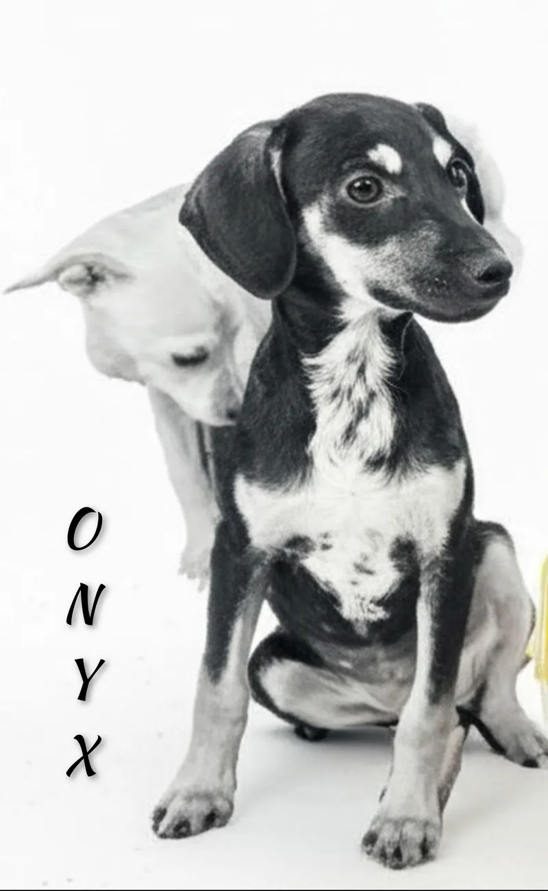 A baby small-sized female Chihuahua dog named Onyx for adoption in Fredericksburg, VA