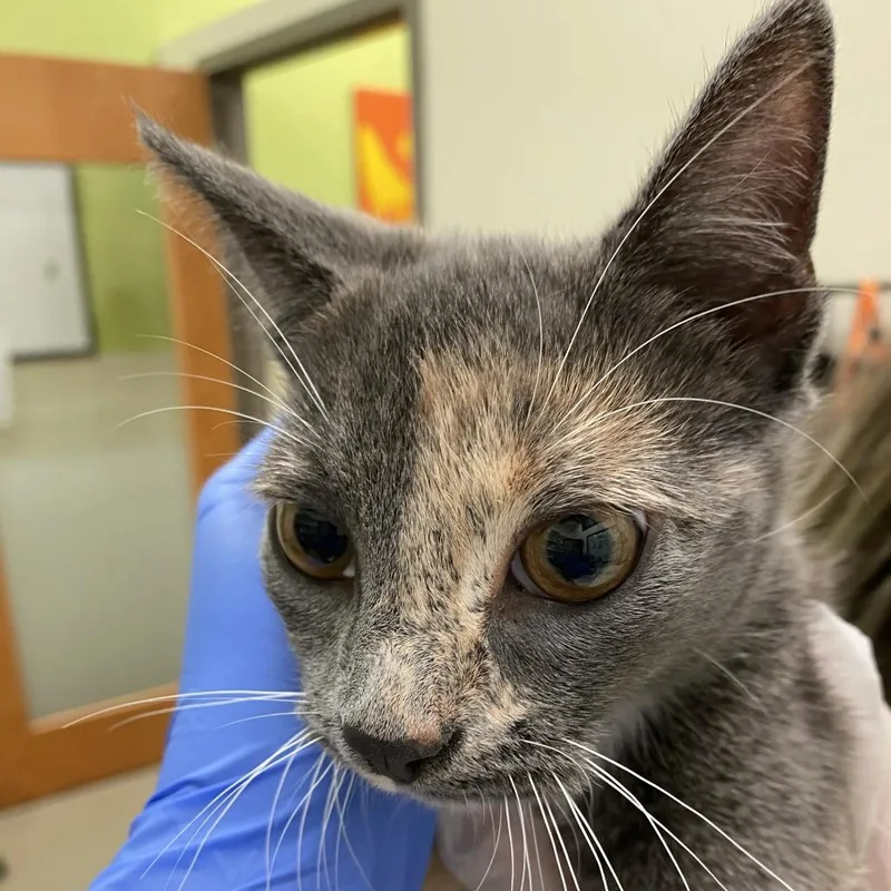 A young small-sized female Tortoiseshell Domestic Short Hair cat named Sable for adoption in Lynchburg, VA