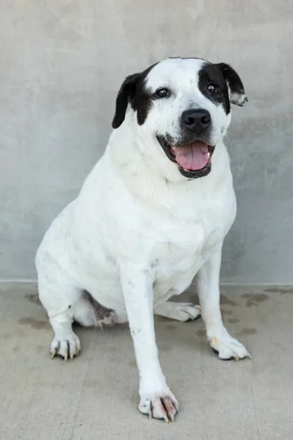 A senior large-sized female Mixed Breed dog named Jane for adoption in Longmont, CO