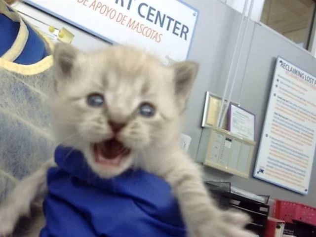 A baby medium-sized male Domestic Medium Hair cat named Jogo for adoption in Dallas, TX