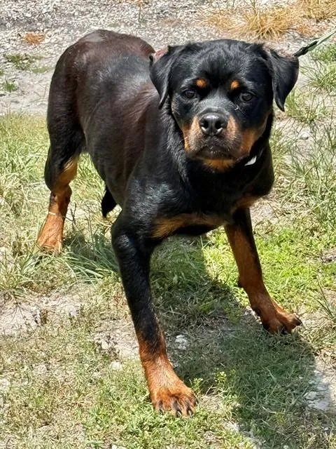 An adult large-sized female Rottweiler dog named Dahlia for adoption in Naples, FL