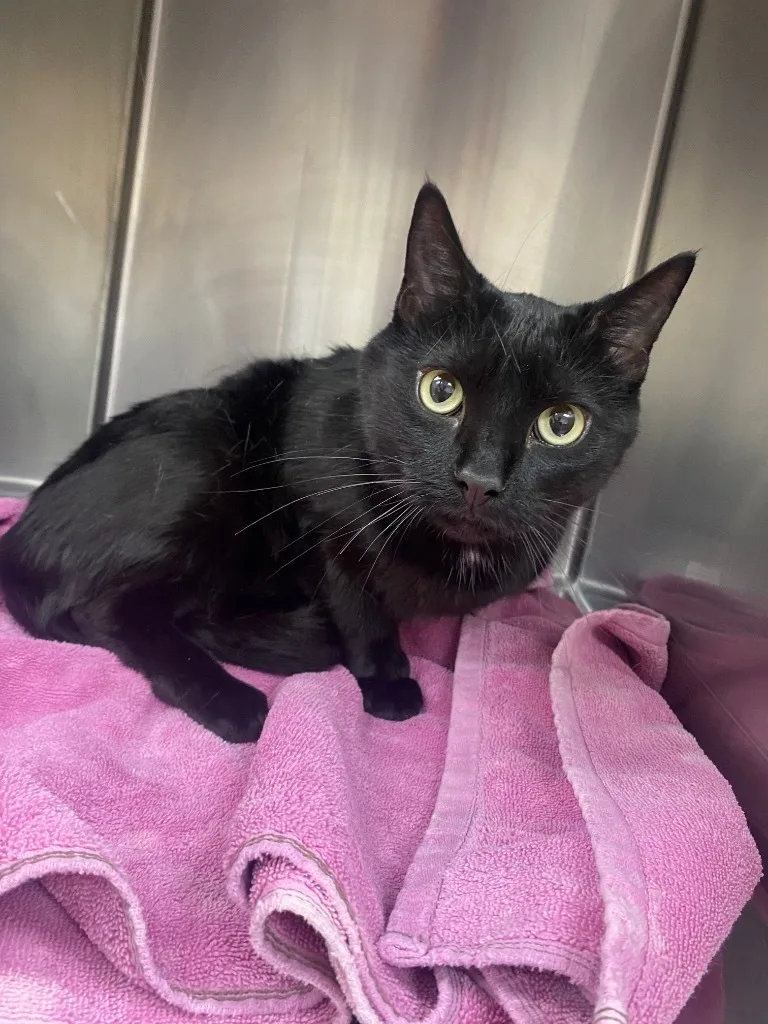 An adult small-sized male Domestic Short Hair cat named Chicken for adoption in El Paso, TX