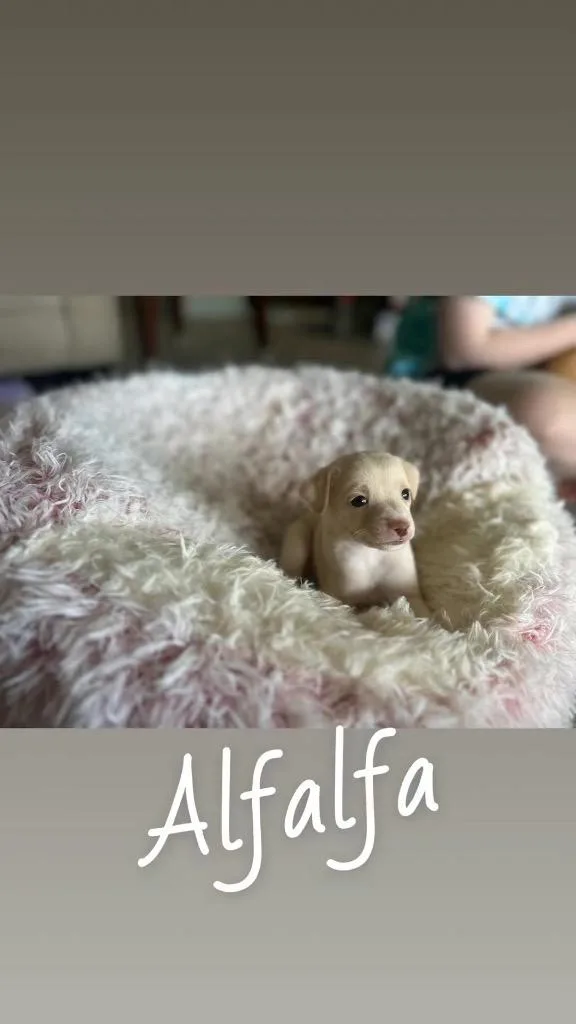 Alfalfa thumbnail 2