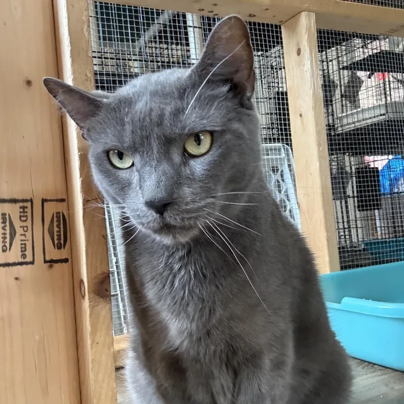 An adult extra large-sized male Gray / Blue / Silver Domestic Short Hair cat named Louie for adoption in Wappingers Falls, NY