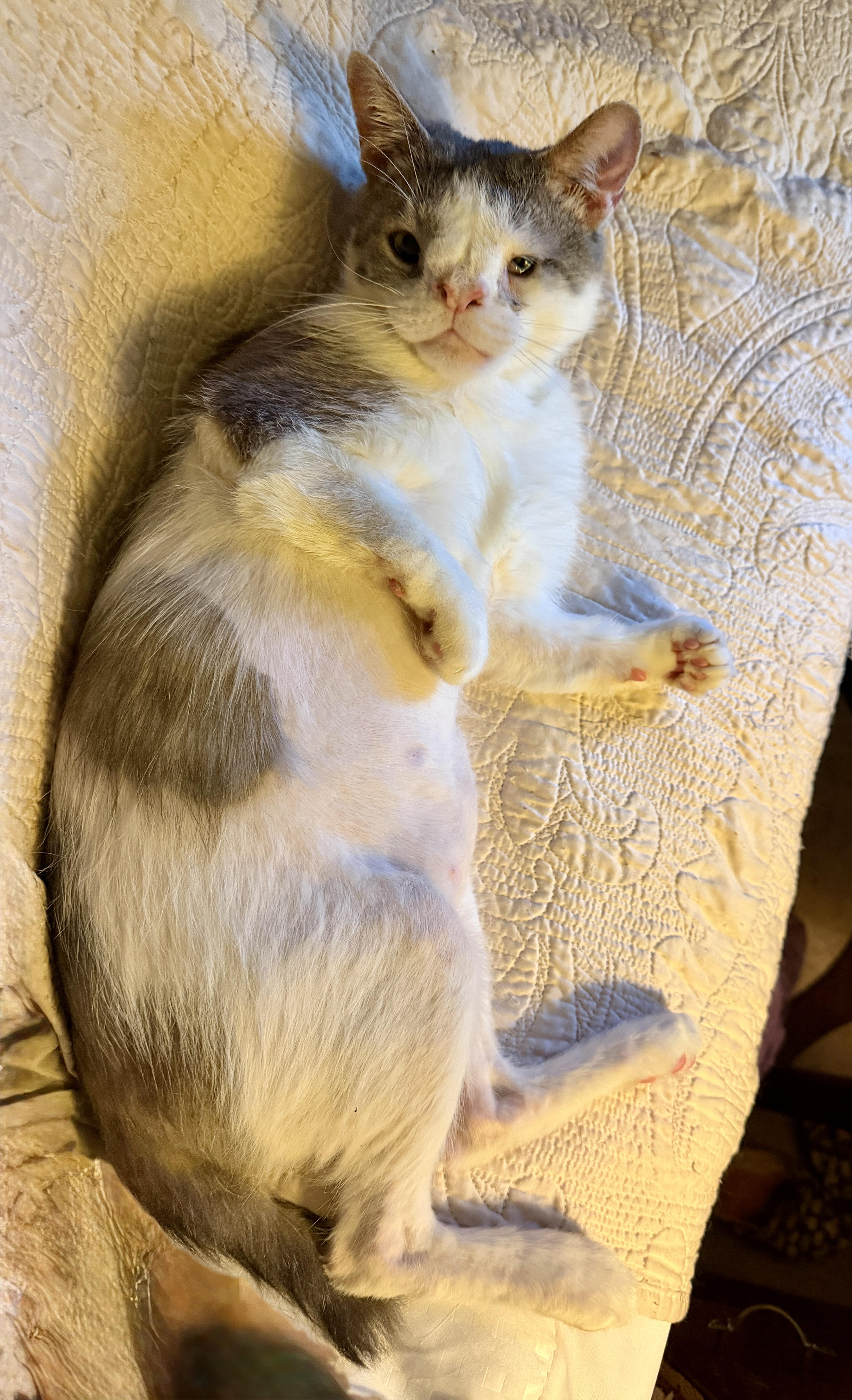 An adult medium-sized male Gray & White Domestic Short Hair cat named Sylvester for adoption in Bear, DE