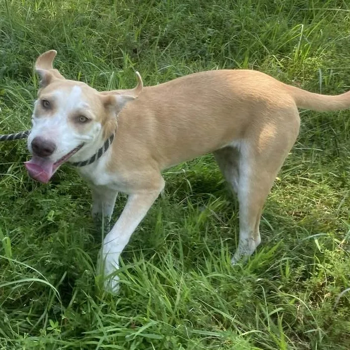 Carolina thumbnail 2