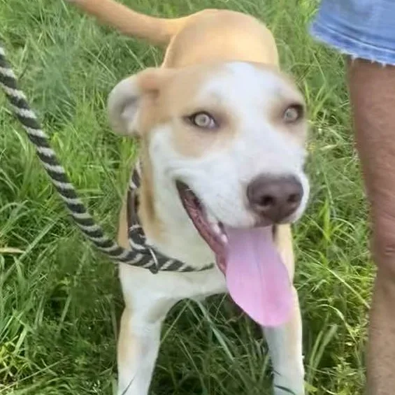 Carolina thumbnail 4