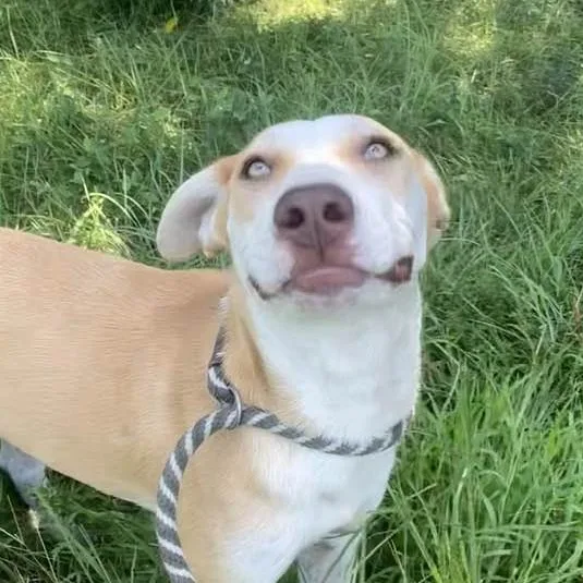 Carolina thumbnail 6