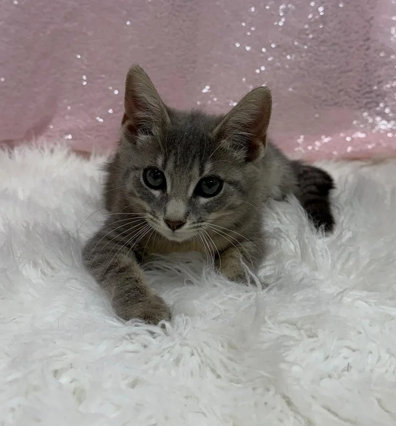 A young medium-sized female Domestic Short Hair cat named Nevada for adoption in Clarkesville, GA