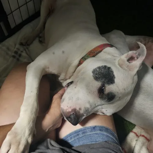 A senior medium-sized female Yellow / Tan / Blond / Fawn Bull Terrier dog named Sam for adoption in WAXAHACHIE, TX