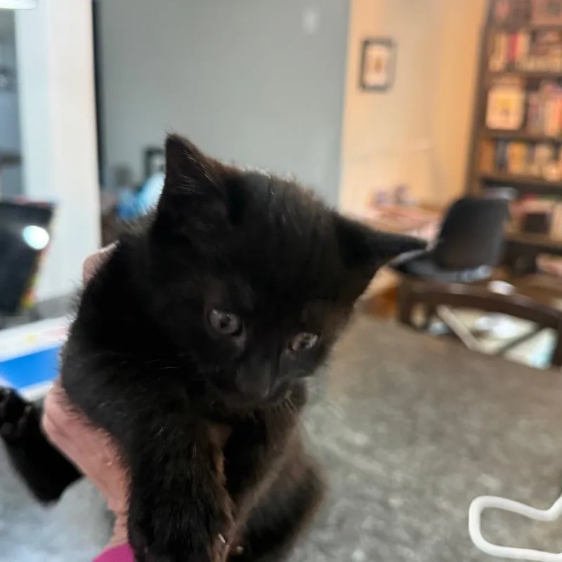 A baby small-sized female Black Domestic Short Hair cat named Nix for adoption in Ferndale, WA