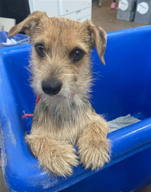 A young small-sized female Mixed Breed dog named Sue for adoption in Dallas, TX