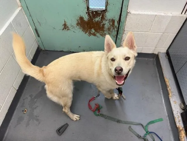 A young large-sized male Siberian Husky dog named Polo for adoption in Antioch, CA