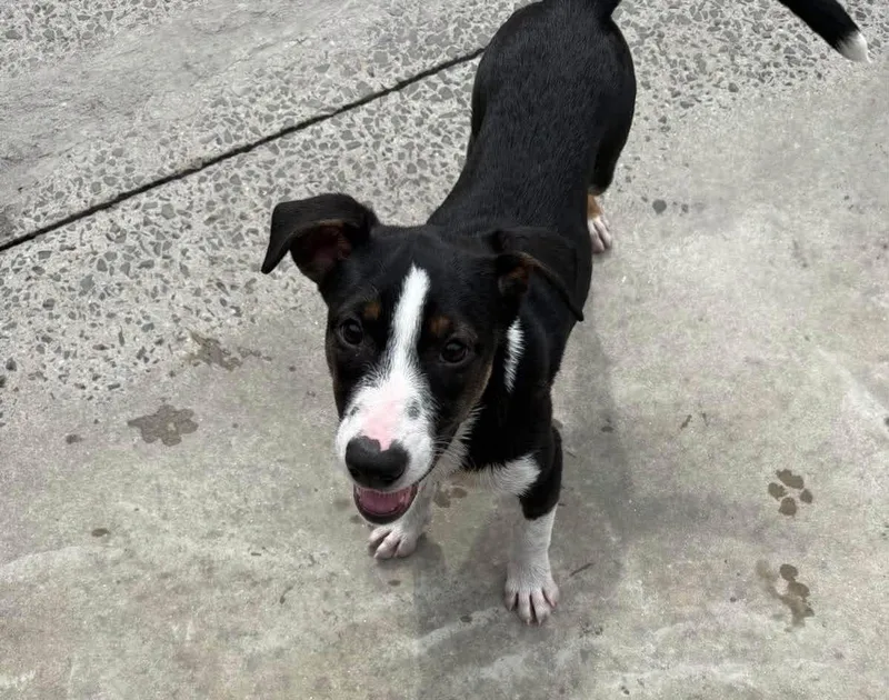 A baby small-sized female Black Mixed Breed dog named Nala for adoption in Hamden, CT