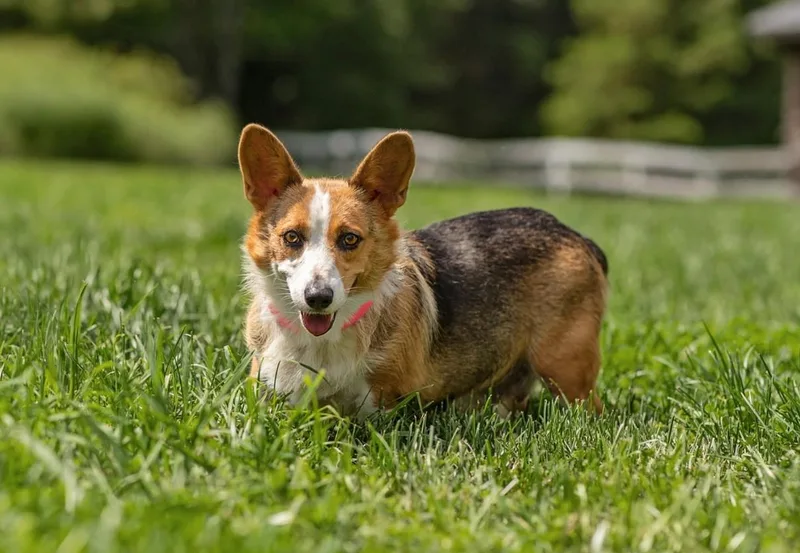 An adult medium-sized female Corgi dog named Corgi for adoption in Landenberg, PA