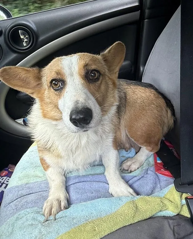 Corgi thumbnail 2