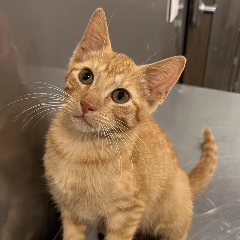 A baby small-sized male Orange / Red Domestic Short Hair cat named Tangerine for adoption in Washburn, MO