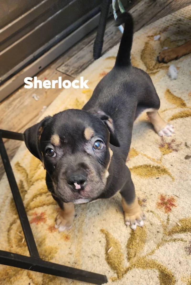 A baby medium-sized male Pit Bull Terrier dog named Sherlock for adoption in Marine City, MI