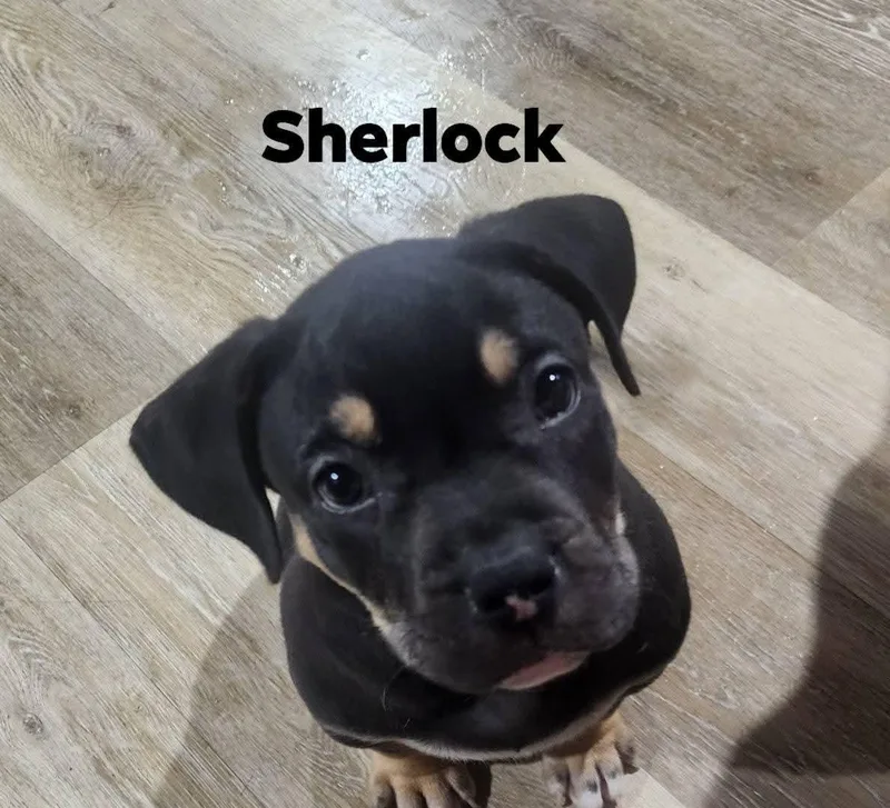 Sherlock thumbnail 2