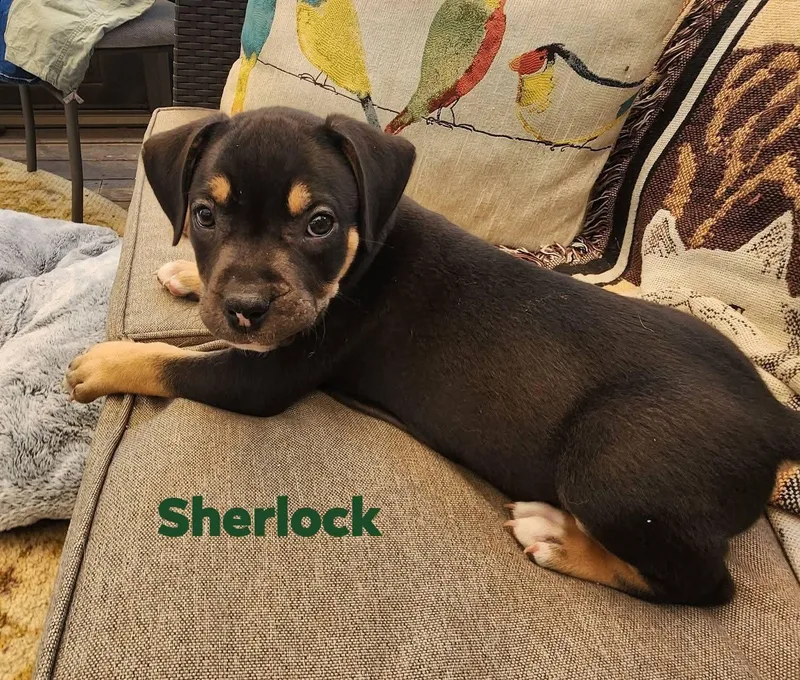 Sherlock thumbnail 3