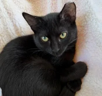 A baby medium-sized female Black Domestic Short Hair cat named Avocado for adoption in Andover, MN