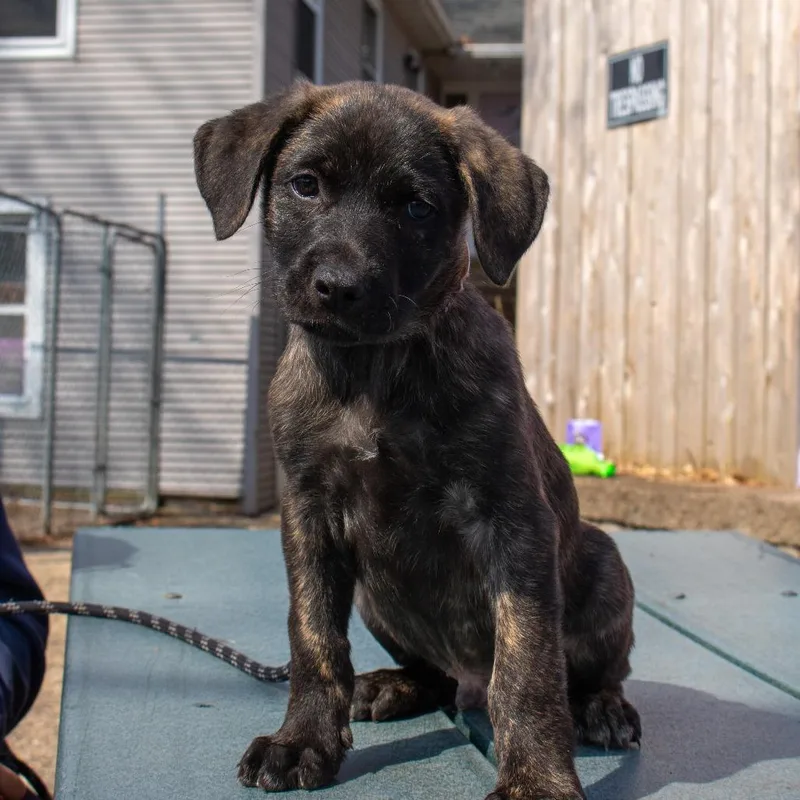 A baby small-sized male Brindle Mixed Breed dog named Willy for adoption in Madison, WI