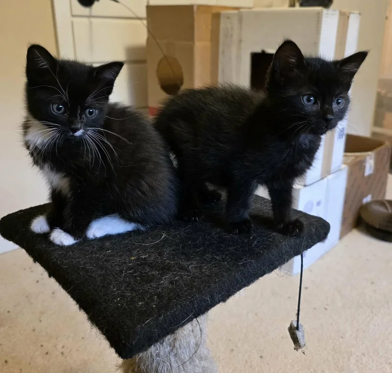 A young medium-sized male Domestic Short Hair cat named Zoloft for adoption in Camden, SC