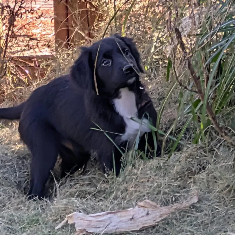A baby small-sized female Black Australian Shepherd dog named Emerson for adoption in Farmersville, OH