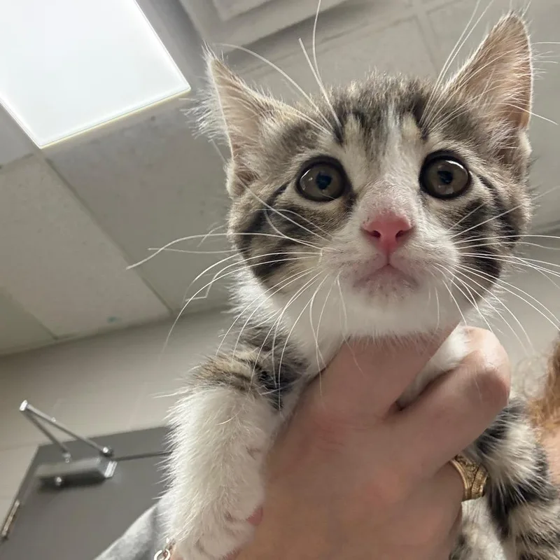A baby small-sized female Brown / Chocolate Domestic Medium Hair cat named Cayenne for adoption in Lufkin, TX
