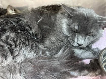 An adult medium-sized male Gray / Blue / Silver Domestic Long Hair cat named Paul for adoption in El Paso, TX