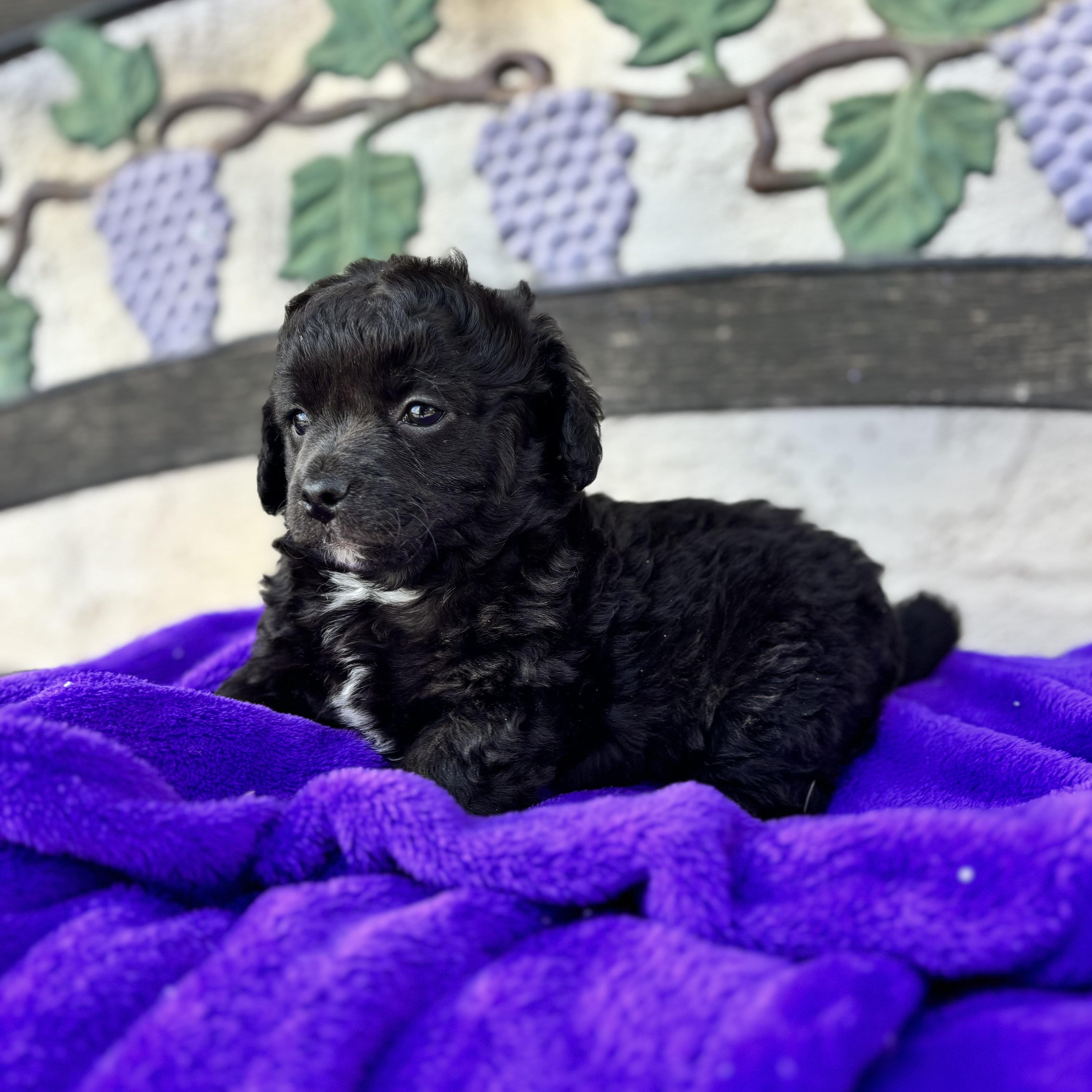 A baby small-sized male Black Spaniel dog named Atticus for adoption in Seal Beach, CA