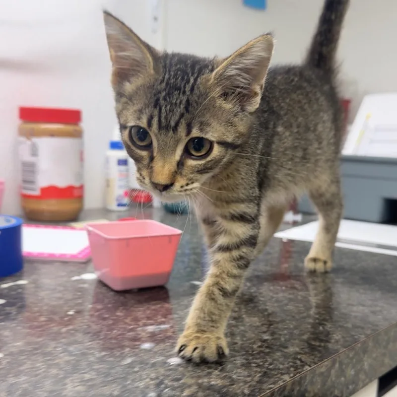 A baby small-sized male Brown / Chocolate Domestic Short Hair cat named Rise for adoption in Shelbyville, IL